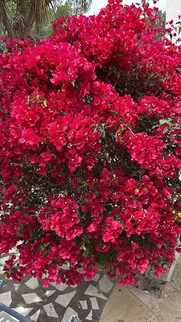 2E0C4B31-F102-4325-A686-69FB6BD81399_4_5005_c