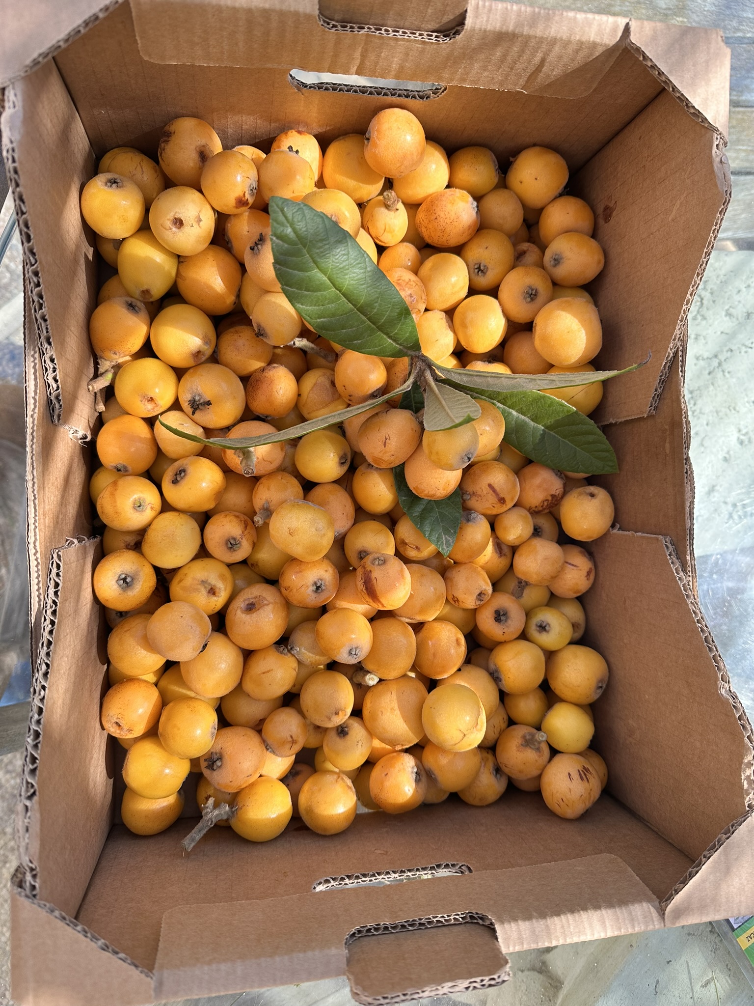 518EBC34-CD42-47A7-BB95-FFE544F299F9_1_102_o