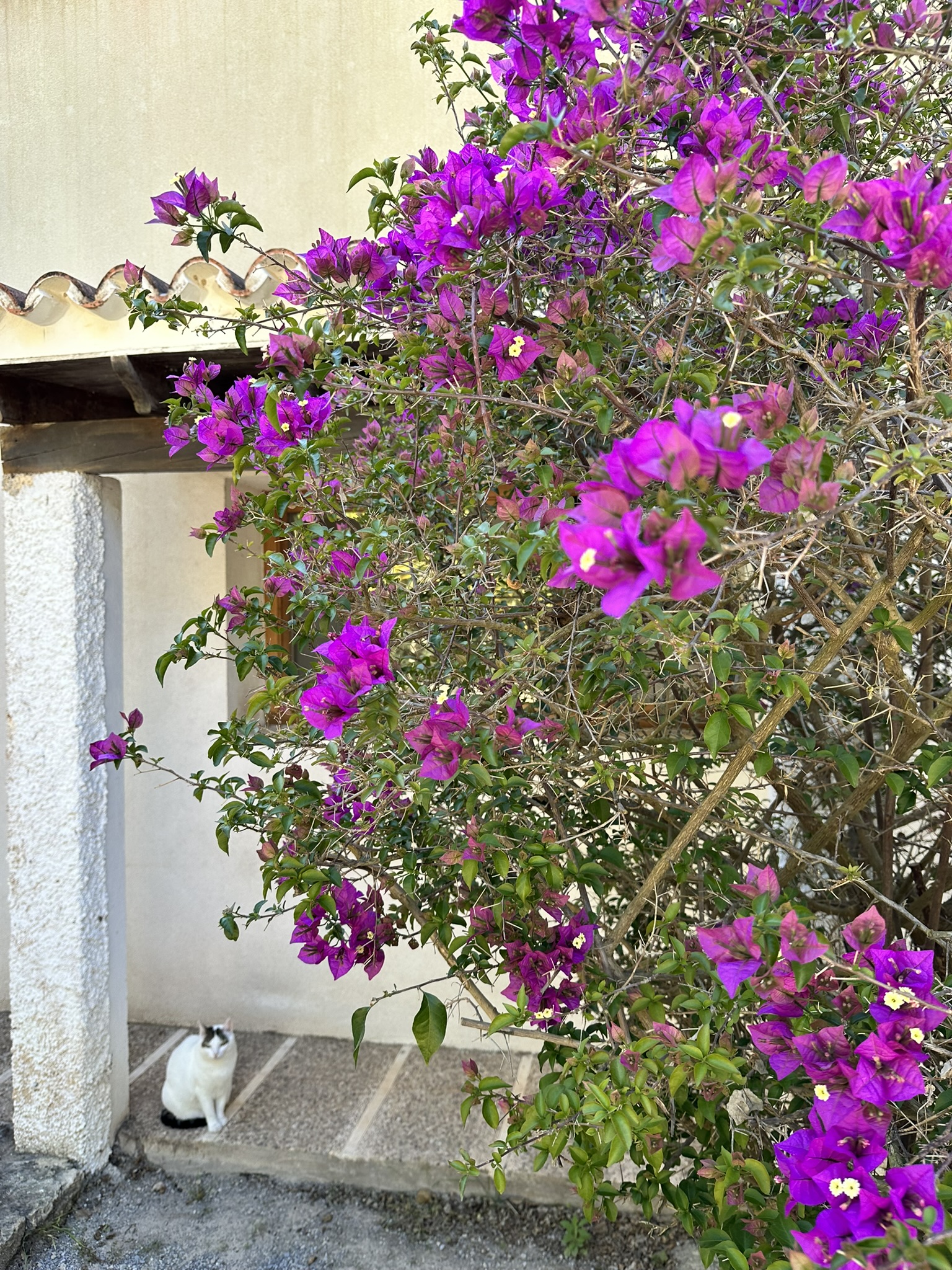 698F6E84-059F-4ED0-A823-3ED0C129C9EC_1_102_o