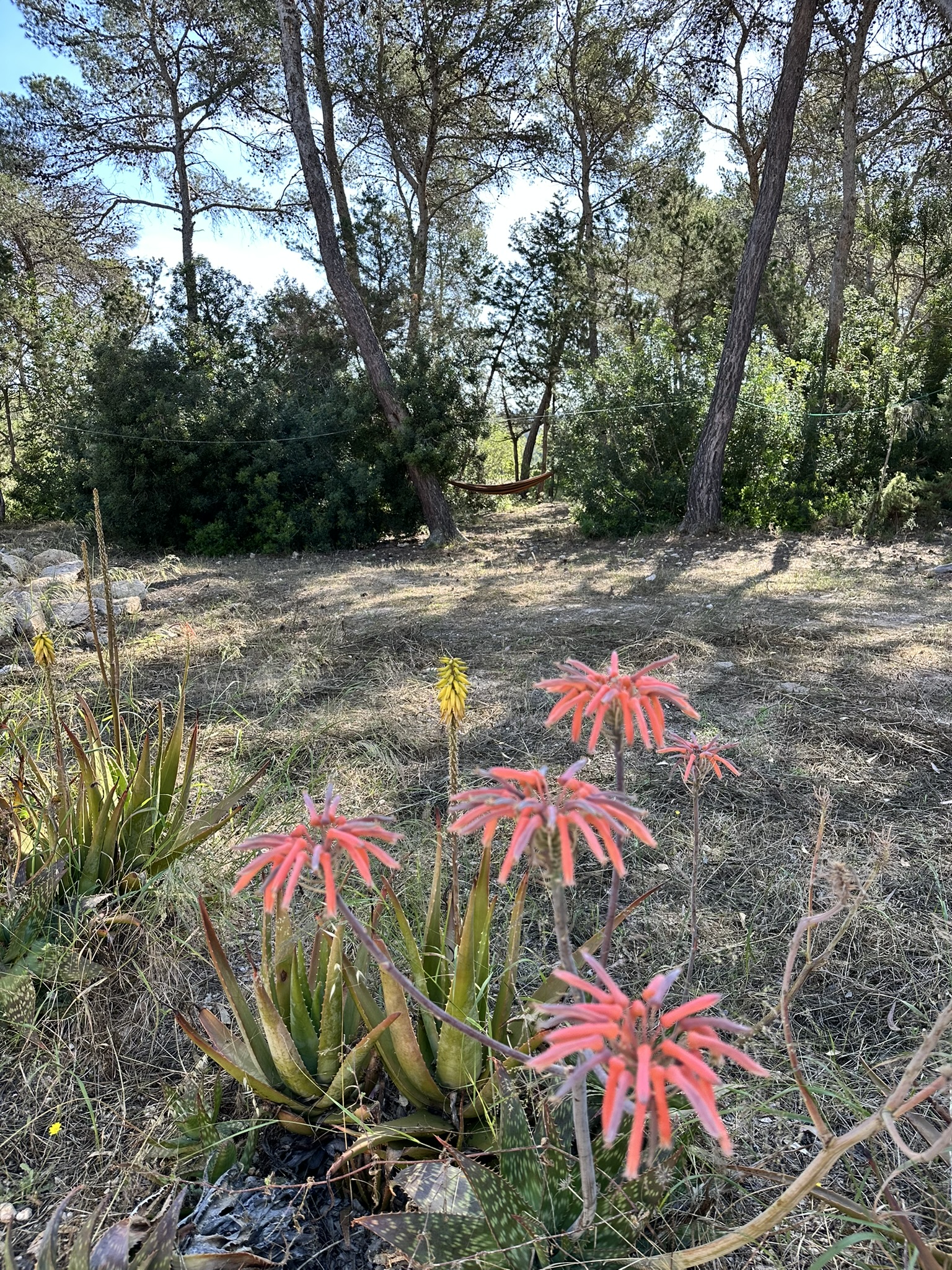 914A2BEB-758B-48C8-BFCC-353D64C344B0_1_102_o