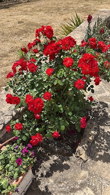 DF3F24F6-97CA-4CF7-AD2E-D7550D8EF617_4_5005_c